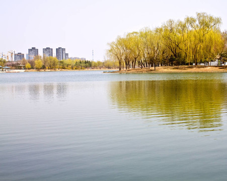 湖邊的城市公園；綠樹倒影