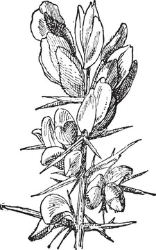 Gorse和荊豆屬；復(fù)古雕刻
