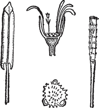 Coltsfoot或Tussilago farfara；復(fù)古雕刻