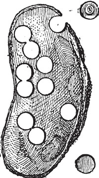 河蚌或聯(lián)盟sp.；復(fù)古雕刻
