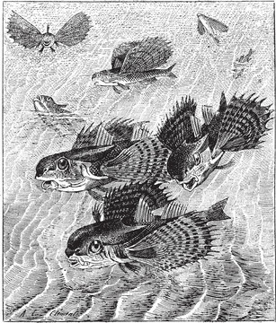 魴魚或真豹魴；復(fù)古雕刻。