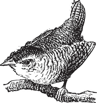 穴居人的鳥(niǎo)；復(fù)古雕刻。