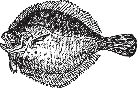 多寶魚(yú)或Scophthalmus maximus；復(fù)古雕刻