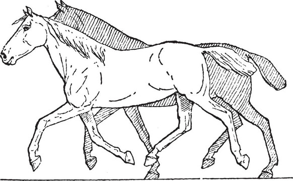 小跑或馬的步態(tài)；復古雕刻