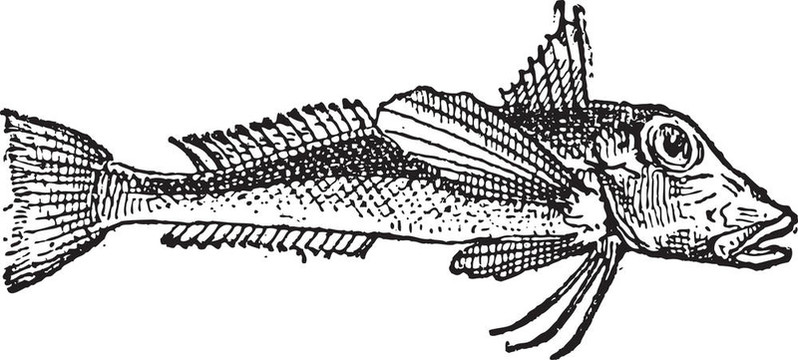 紅鯔魚和川戈；復(fù)古雕刻。