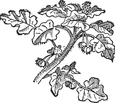 向日葵（Helianthus annuus）；復(fù)古雕刻。