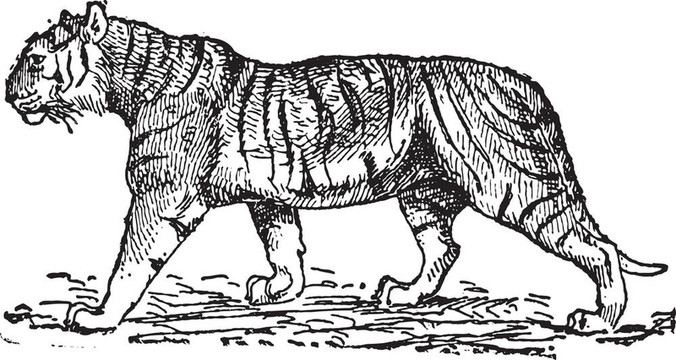 虎（Panthera tigris）；復(fù)古雕刻。