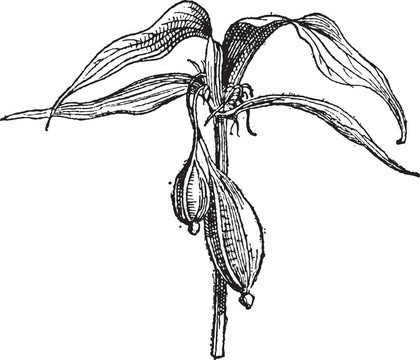 Tacca pinnatifida復(fù)古雕刻