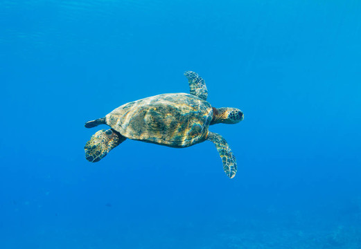 海龜