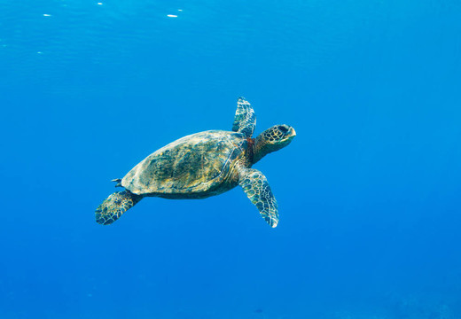 海龜