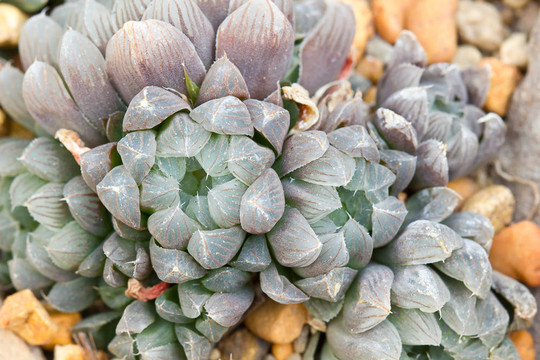 Haworthia cooperi Baker溫室花朵