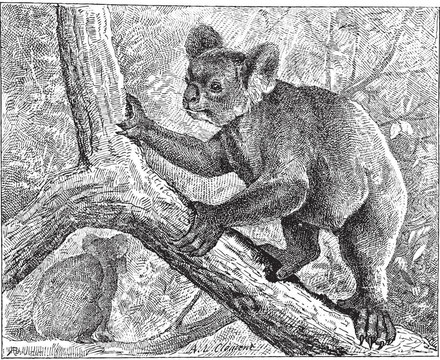Koala；復(fù)古版畫。