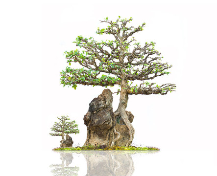 白色背景的中國(guó)盆景樹