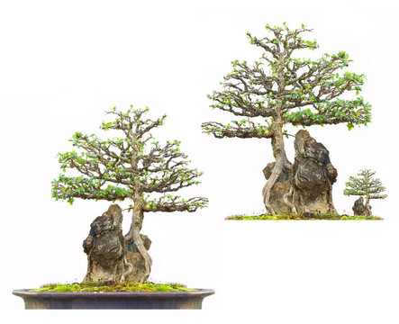 白色背景的泰國(guó)盆景樹(shù)