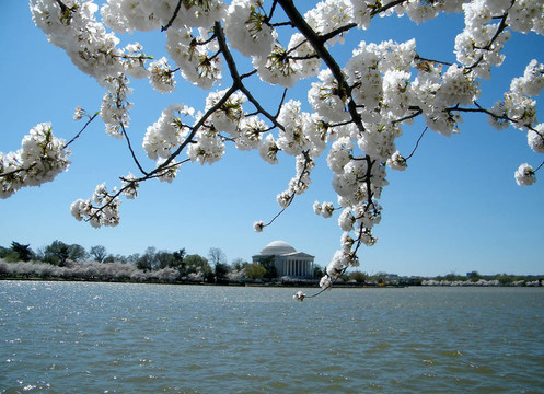 华盛顿樱花和杰佛逊纪念堂四月2010