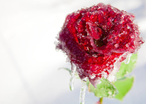 冰红玫瑰