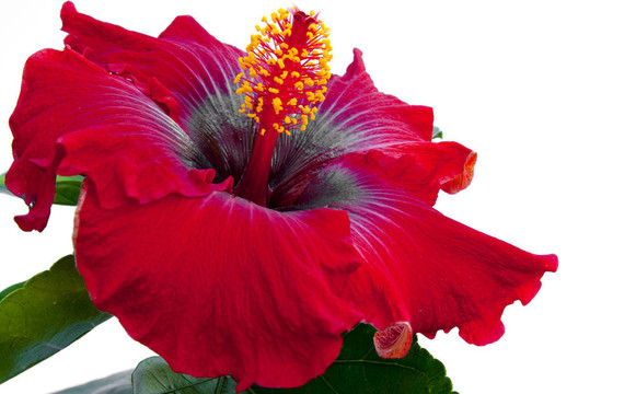 西班牙小姐芙蓉花