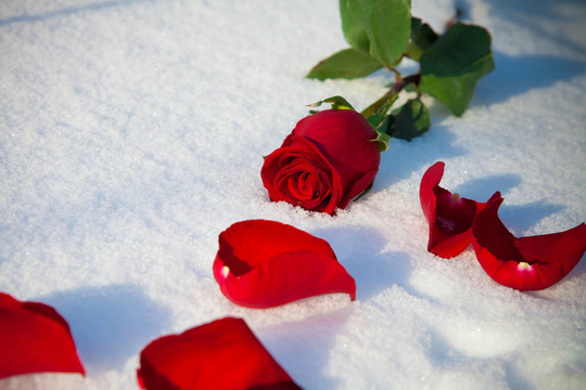 雪上紅玫瑰。