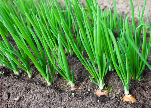 菜園里的洋蔥種植園
