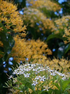 Buah Karang Hutan開花