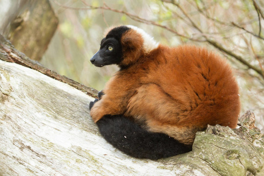 紅腹狐猴（Eulemur rubriventer）