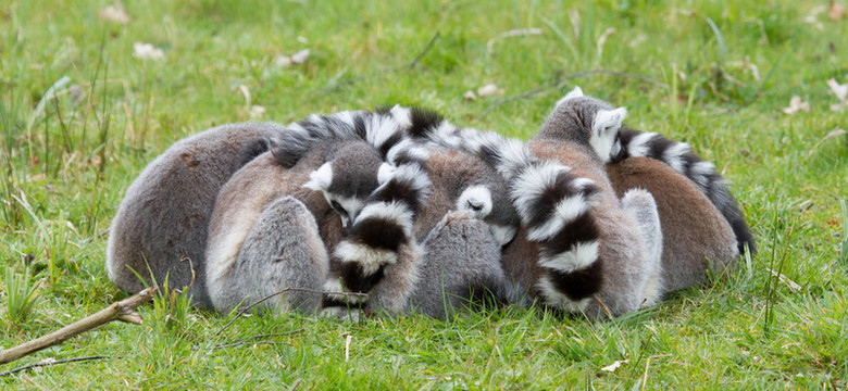 環(huán)尾狐猴（Lemur catta）