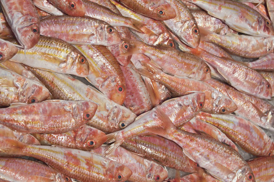 在魚市場出售新鮮的紅鯔魚