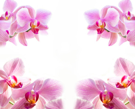 Flowers。