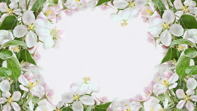 粉色背景蘋果花