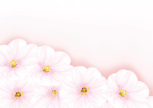 開花的櫻桃樹