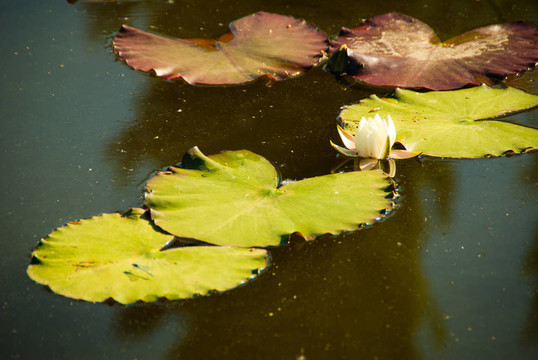 百合花