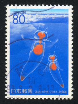 海蝴蝶