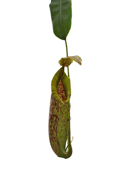 豬籠草