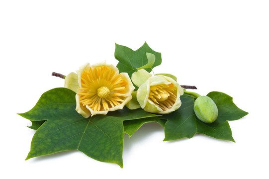 tulipier