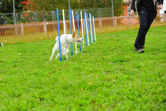 在敏捷測(cè)試Fox Terrier