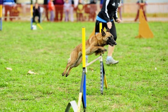 比利時牧羊犬馬里努阿犬敏捷性測試