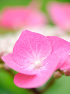 Hortensia flower（八仙花）
