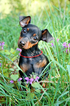 迷你杜賓犬的小狗