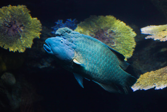 藍(lán)色的魚(yú)