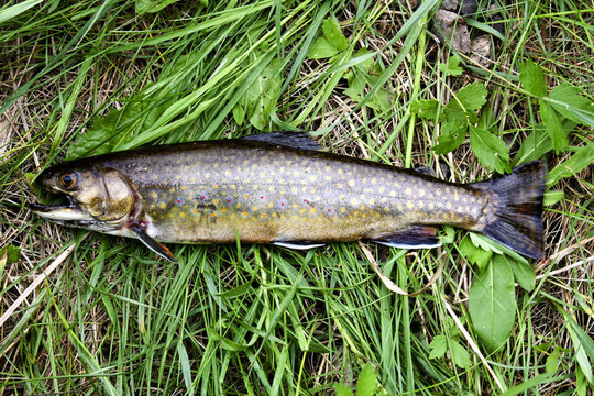 原生鱒魚