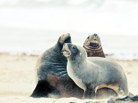 海獅