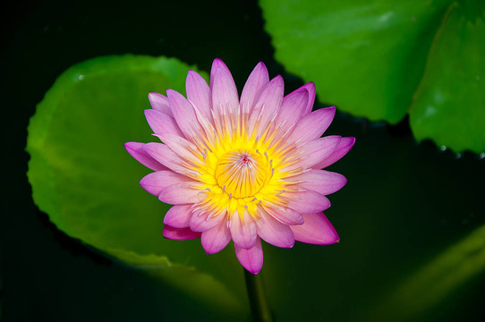池塘美麗的荷花