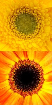 非洲菊