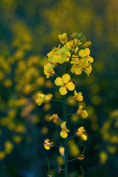 油菜花