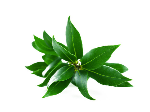 月桂樹