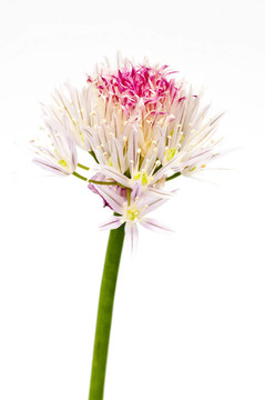 韭菜開(kāi)花