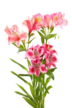 束百合花