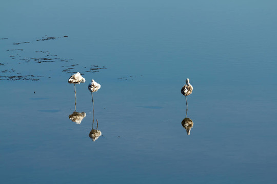 3只火烈鳥棲息在水