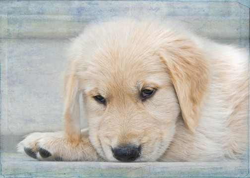黃金獵犬小狗
