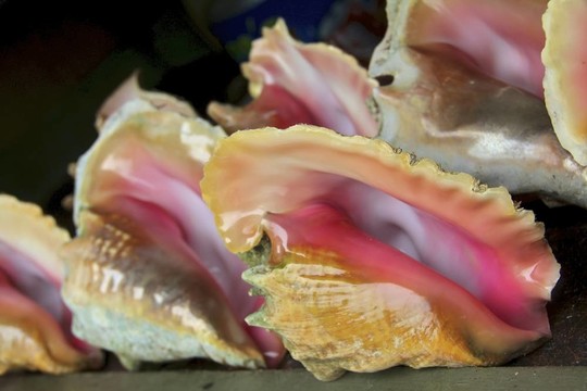 海螺貝殼列隊